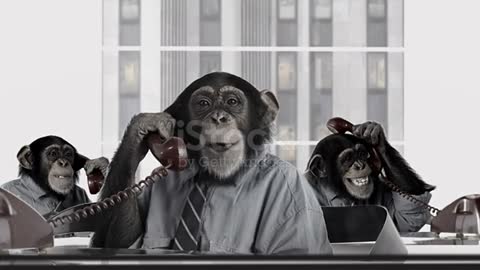 Monkey Business-Service – Stock Footage