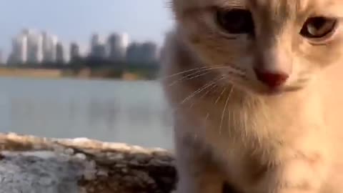 Cat along video