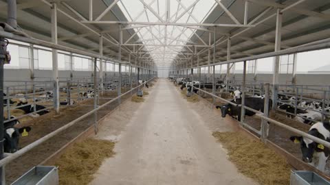 Tracking shot of dairy farm facility with herd of cows in feedlots and no people