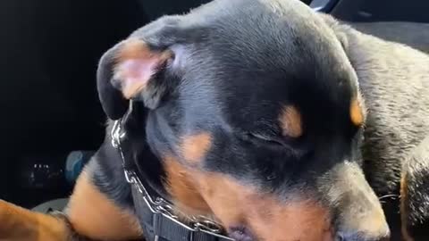 Rottweiler Dog