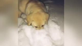 Small tan puppy runs in the snow