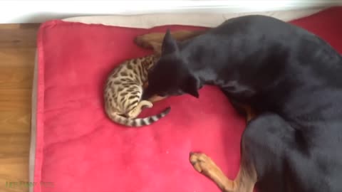 Funniest Cat Videos That Will Make You Laugh #21- Funny Cats and Dogs Videos