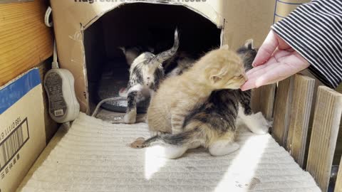 kittens eating snacks