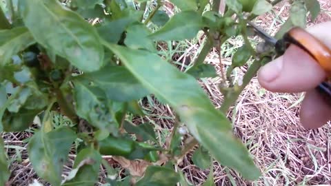 Green beans |time for harvest |time to cook & eat fresh 100%Bio