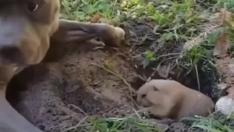 A dog pulls his little puppy out of the hole in an adorable way. Very cool scene