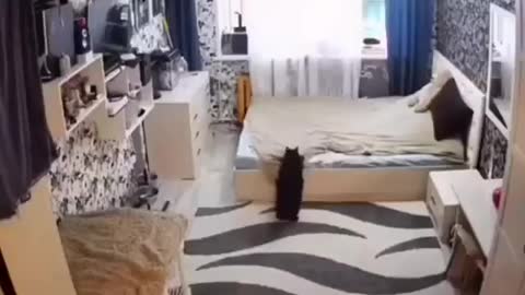 Funny cats: Momma cat fixes bed after kitten messed it up