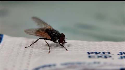 Housefly Consuming Sugar