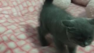 Grey kitten on pink bed sniffs cat nip and freaks out