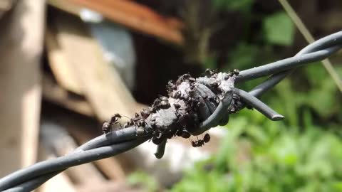 Colony of ants gather in a wire filled with sweets