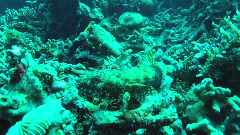 Lizardfish jumps away just when I was a few inches to touching it