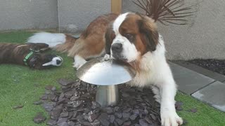 Large Saint Bernard Won't Share Garden Fountain