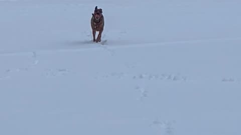 Gracie Running In the Snow