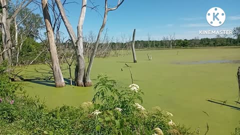 North end of the Great Swamp