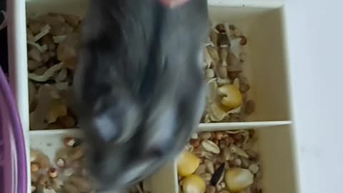 Cute dwaft hamster