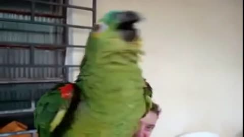 Parrot Singing Opera