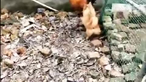 Chicken VS Dog funy Fight
