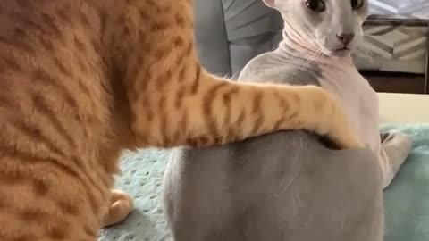 Best Cute Cats Video 2021 ever!