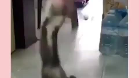 Agressive Cat performing jhon cena special AA😂😂-pet lover