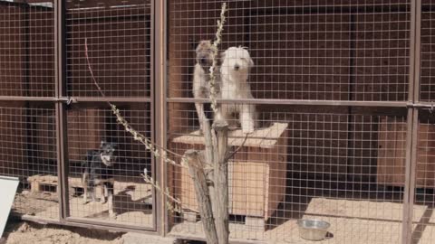 A homeless blck dog in cage at animal shelter pooch