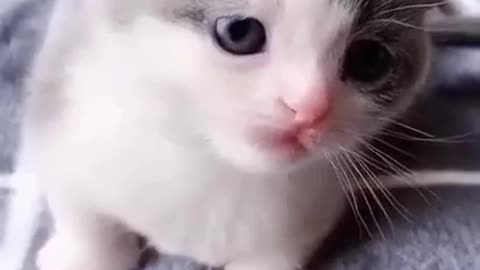 Most cute cat
