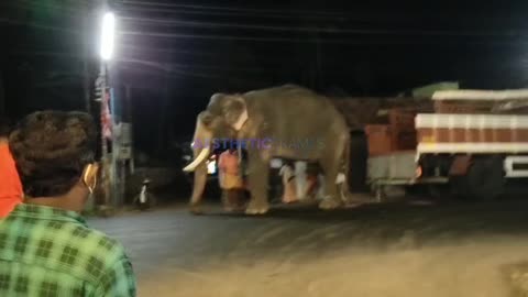 Elephant attack