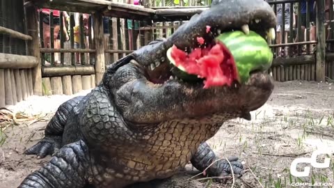 Animals Smash HUGE Watermelons| Alligator | Hippo | Turtle | Elephant 2023