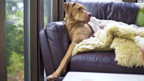 Relaxed Rocky lying on the Sofa