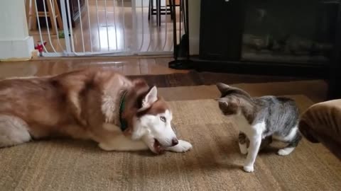 Husky gets bully