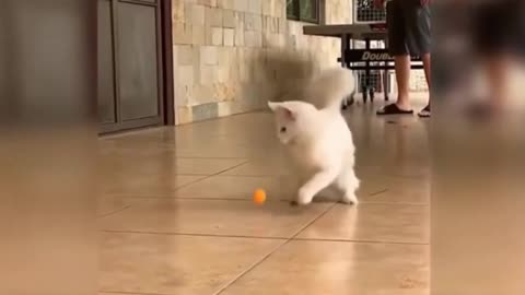 Funny cats playing with ball