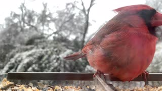 Beautiful video of two cardinals eating at feeder during snow fall