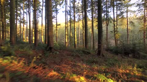 Flying Through Forest