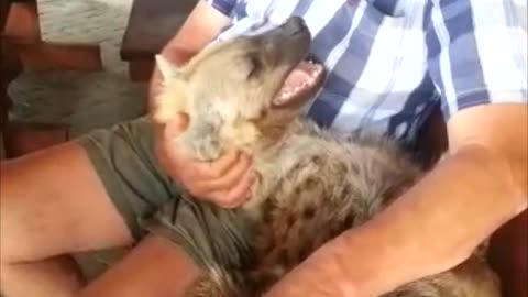 Cuddling with a Happy Hyena