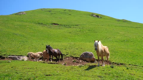 Horse pasture foal