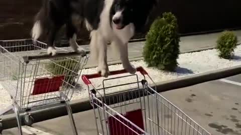 Clever Dog Balances Between Two Shopping Carts