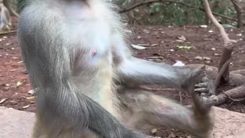 Monkey Meditation💭🧘‍♀️