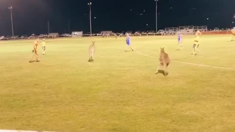 Kangaroos Just Want to Play Rugby