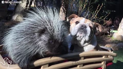 This Porcupine Has A Unique Family