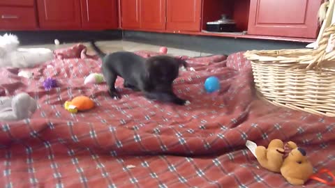 CUTE CHIHUAHUA PUPPY PLAYING WITH BABBLE BALL !!