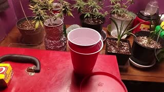 Sour Diesel Cannabis Grow Seed to Harvest Day 1/Germination