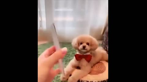 Baby Dog Videos That Make You Feel Good Inside!
