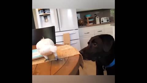 Funny Birds Video Compilation 2021 - Funny Animal Videos - Animal Reaction To Food in 2022.