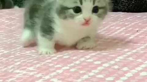 bayi kucing comel banget