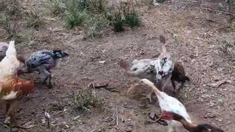 Chickens are hungry for food