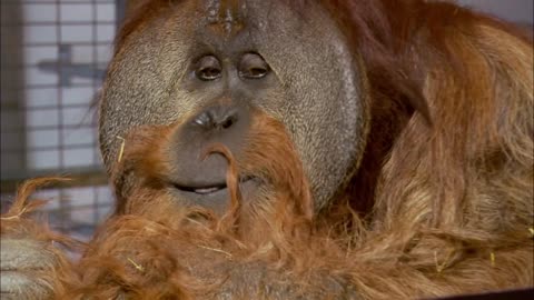 Orangutan understands 72 words! | Extraordinary Animals | Earth