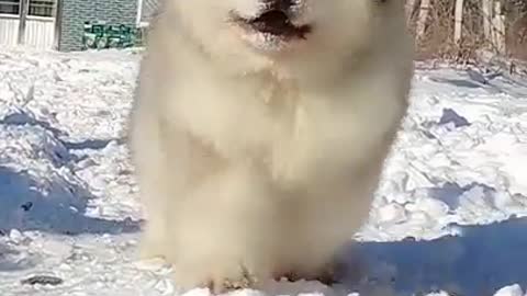 Amazing Dog Video!!!