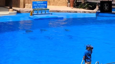 Amazing Dolphin Stunts 🐬 In Pool . Beautiful Dolphins show