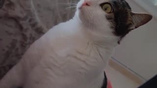 Cat makes super weird chirping sounds at birds