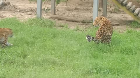 Leopards run very fast!