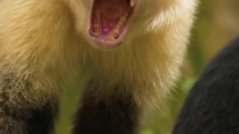 Monkey Yawing - Funny Animals