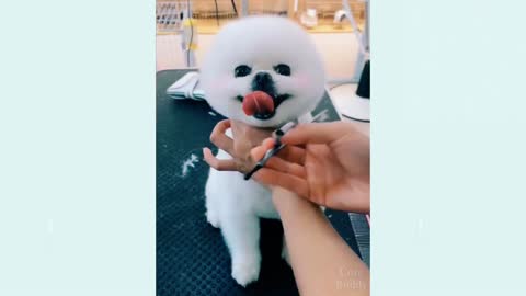 Funny Dog Clips